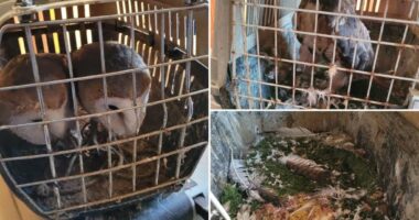 Man pleads guilty to keeping 19 birds locked in dirty cages