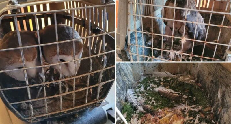 Man pleads guilty to keeping 19 birds locked in dirty cages