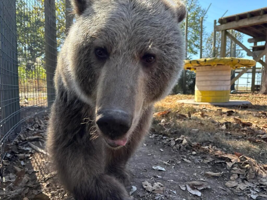 Meet Luna: the new brown bear calling Arcola home