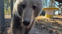 Meet Luna: the new brown bear calling Arcola home