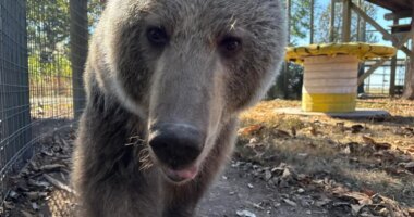 Meet Luna: the new brown bear calling Arcola home