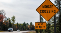 Michigan moose deaths on the rise from crashes