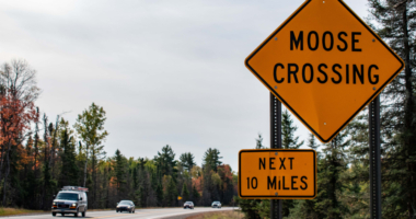 Michigan moose deaths on the rise from crashes