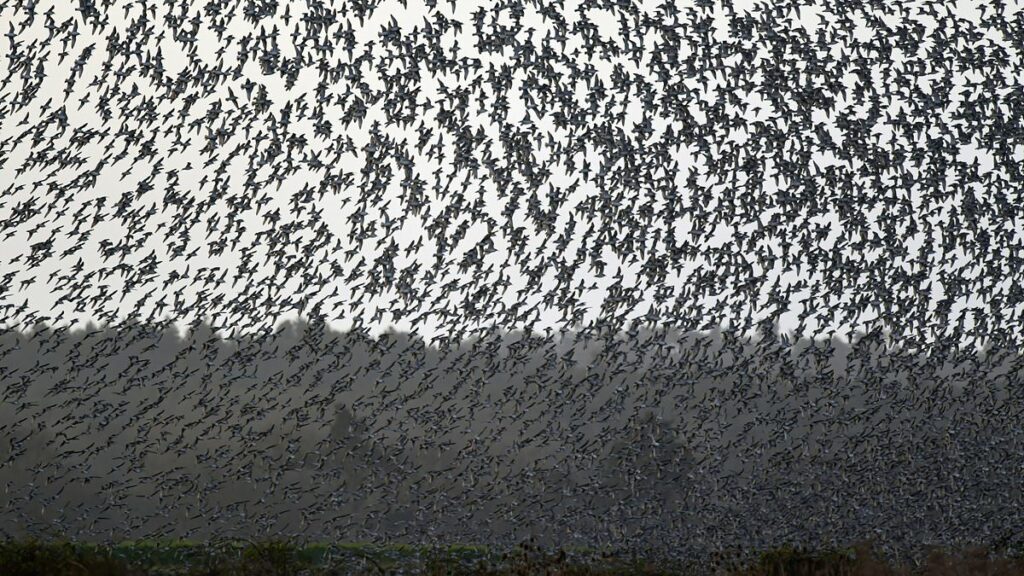 Ominous warning for humanity as birds adopt 'unsettling' behavior