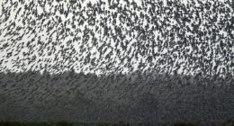 Ominous warning for humanity as birds adopt 'unsettling' behavior