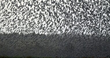 Ominous warning for humanity as birds adopt 'unsettling' behavior