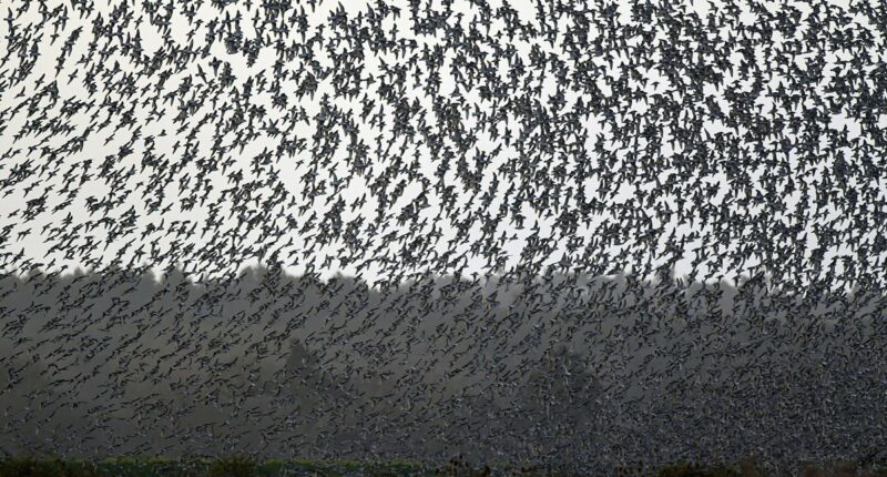 Ominous warning for humanity as birds adopt 'unsettling' behavior