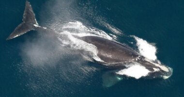FILE - This image provided by NOAA shows a North Atlantic right whale in the waters off New England on May 25, 2024. (NOAA via AP, File)