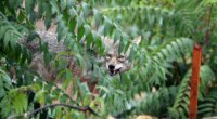 Oregon child attacked by coyote during game of hide-and-seek in backyard; state officials sound alarm