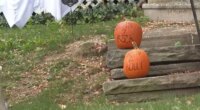 Police in Ohio warn they will prosecute pumpkin thieves
