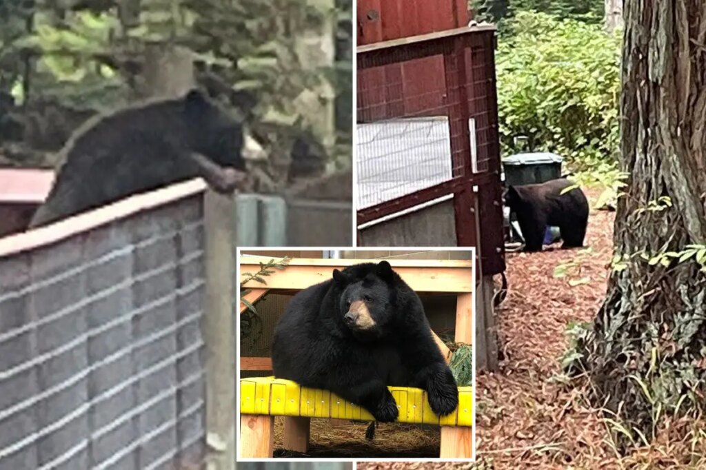 'Polite' black bear stumbles into California zoo to pay his counterparts a visit