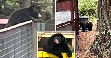 'Polite' black bear stumbles into California zoo to pay his counterparts a visit