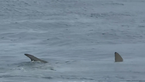 Shark feeding frenzy off popular surfing beach