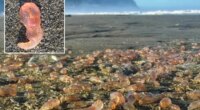 Skin breathing sea cucumbers wash up on Oregon Seaside beach