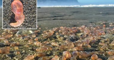 Skin breathing sea cucumbers wash up on Oregon Seaside beach