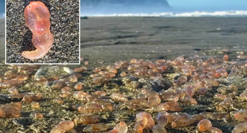 Skin breathing sea cucumbers wash up on Oregon Seaside beach