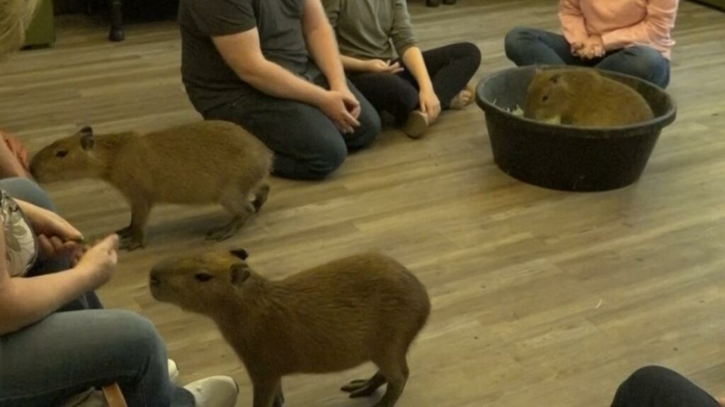 St. Augustine Capybara Cafe brings together entertainment and conservation