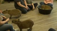St. Augustine Capybara Cafe brings together entertainment and conservation