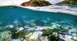 An underwater photo shows examples of coral bleaching in the Great Barrier Reef.