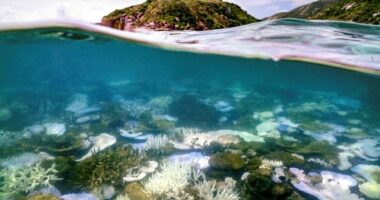 An underwater photo shows examples of coral bleaching in the Great Barrier Reef.
