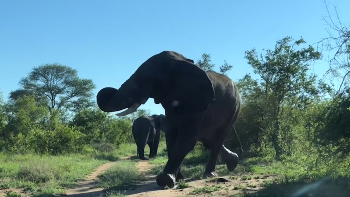 The number of tourists dying on safari is on the rise - with AI, Instagram and climate change being blamed