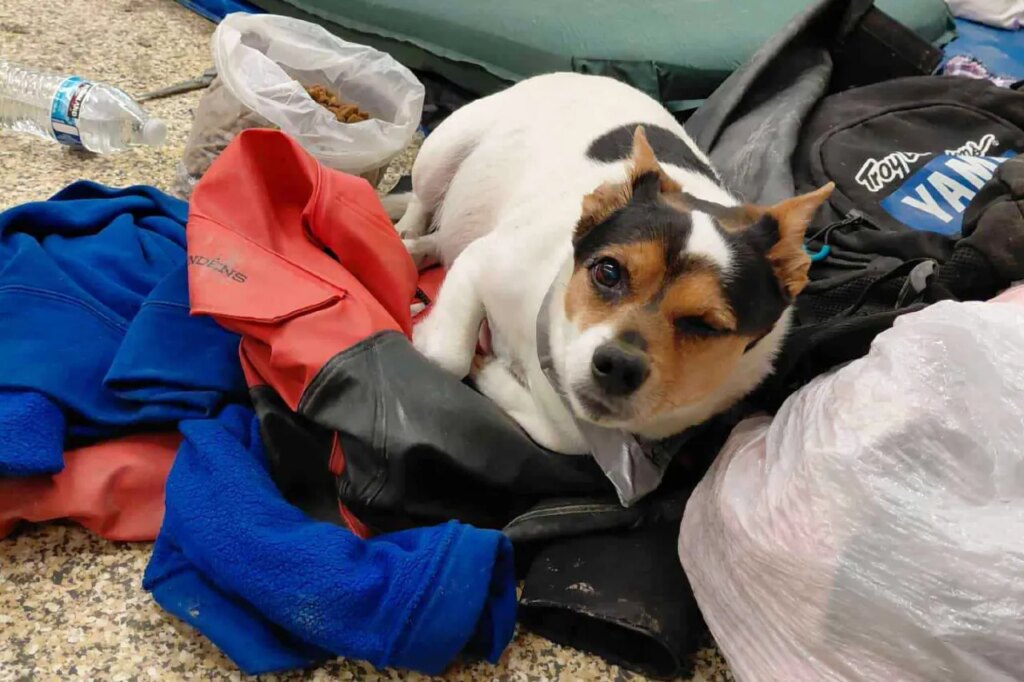 In this photo provided by Jacqui Lang, a dog named Happy who was found in Kipnuk, Alaska, Wednesday, Oct. 15, 2025, and was later flown on a small plane to be reunited with his family. (Jacqui Lang via AP)