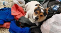 In this photo provided by Jacqui Lang, a dog named Happy who was found in Kipnuk, Alaska, Wednesday, Oct. 15, 2025, and was later flown on a small plane to be reunited with his family. (Jacqui Lang via AP)