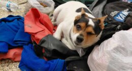 In this photo provided by Jacqui Lang, a dog named Happy who was found in Kipnuk, Alaska, Wednesday, Oct. 15, 2025, and was later flown on a small plane to be reunited with his family. (Jacqui Lang via AP)