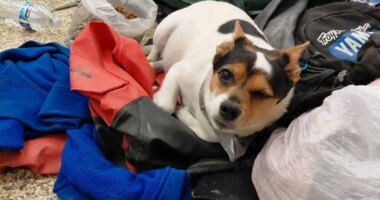 In this photo provided by Jacqui Lang, a dog named Happy who was found in Kipnuk, Alaska, Wednesday, Oct. 15, 2025, and was later flown on a small plane to be reunited with his family. (Jacqui Lang via AP)