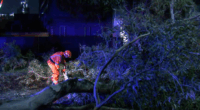 SES crews working on a fallen tree.