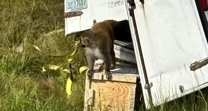 Truckload of 'aggressive' research monkeys escape after truck crash in Mississippi; 1 still on the loose