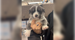 Utah man accused of throwing 6 puppies out of car on highway, killing 2 of them