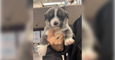 Utah man accused of throwing 6 puppies out of car on highway, killing 2 of them