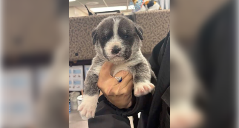 Utah man accused of throwing 6 puppies out of car on highway, killing 2 of them