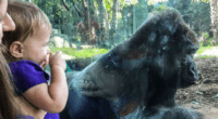 Visitors Shocked When Gorilla Breaks Layer of Glass at San Diego Zoo