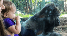 Visitors Shocked When Gorilla Breaks Layer of Glass at San Diego Zoo