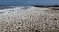 South Australia algal bloom