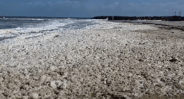 South Australia algal bloom