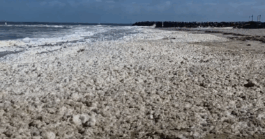South Australia algal bloom