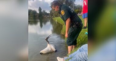 WATCH: Wood stork tangled in fishing line rescued by Polk animal control officers