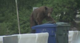 Watch: Bear grabs a bite to eat behind California reporter