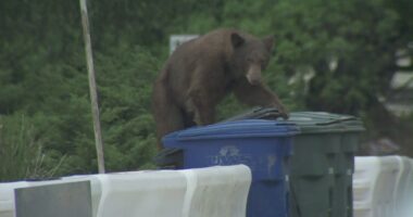 Watch: Bear grabs a bite to eat behind California reporter