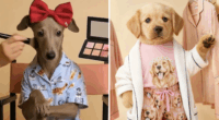 Posts showing the AI-generated dogs featured in Peter Alexander's campaign copped plenty of backlash on Instagram.