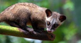The masked palm civet (Paguma larvata), also called the gem-faced civet, is a palm civet species native to the Indian subcontinent and Southeast Asia.