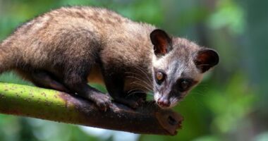 The masked palm civet (Paguma larvata), also called the gem-faced civet, is a palm civet species native to the Indian subcontinent and Southeast Asia.