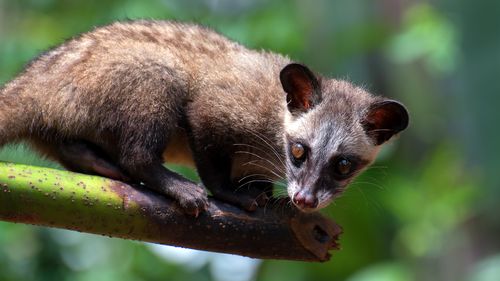 The masked palm civet (Paguma larvata), also called the gem-faced civet, is a palm civet species native to the Indian subcontinent and Southeast Asia.