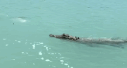 The croc went straight for the fish Isla was trying to reel in.