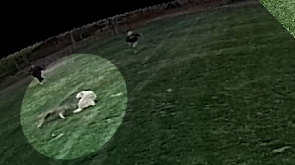 Woodcliff Lake, NJ coyote attack: Woman attacked by animal while outside with family dog