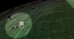 Woodcliff Lake, NJ coyote attack: Woman attacked by animal while outside with family dog