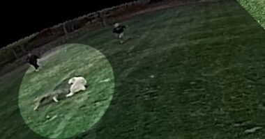 Woodcliff Lake, NJ coyote attack: Woman attacked by animal while outside with family dog